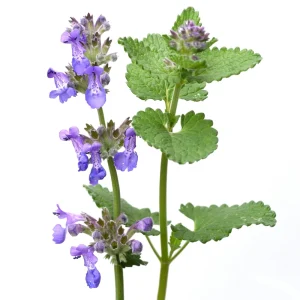 Catmint Seeds - Nepeta × faassenii - Perennial Herb Flower Seeds - 20 Seeds - Image 9