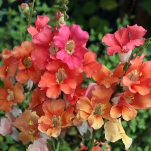 Chantilly Bronze Snapdragon Seeds - 30 Seeds - Cold Resistant Cut Flowers for Cottage & Border Gardens - Antirrhinum Majus - Image 10