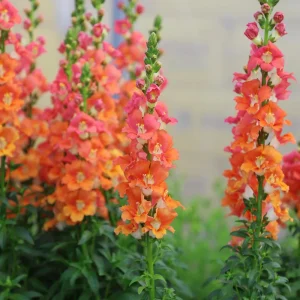 Chantilly Bronze Snapdragon Seeds - 30 Seeds - Cold Resistant Cut Flowers for Cottage & Border Gardens - Antirrhinum Majus - Image 11