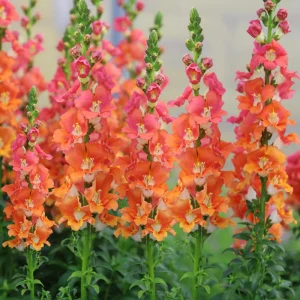 Chantilly Bronze Snapdragon Seeds - 30 Seeds - Cold Resistant Cut Flowers for Cottage & Border Gardens - Antirrhinum Majus - Image 12