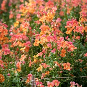 Chantilly Bronze Snapdragon Seeds - 30 Seeds - Cold Resistant Cut Flowers for Cottage & Border Gardens - Antirrhinum Majus - Image 13