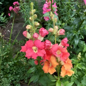 Chantilly Bronze Snapdragon Seeds - 30 Seeds - Cold Resistant Cut Flowers for Cottage & Border Gardens - Antirrhinum Majus - Image 14