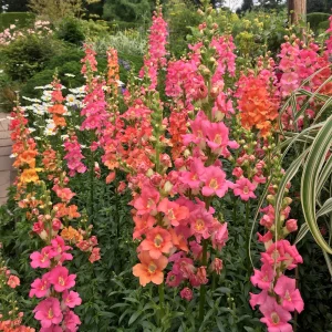Chantilly Bronze Snapdragon Seeds - 30 Seeds - Cold Resistant Cut Flowers for Cottage & Border Gardens - Antirrhinum Majus - Image 15