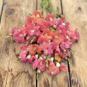Chantilly Bronze Snapdragon Seeds - 30 Seeds - Cold Resistant Cut Flowers for Cottage & Border Gardens - Antirrhinum Majus - Image 2