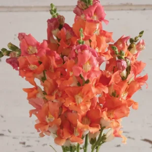 Chantilly Bronze Snapdragon Seeds - 30 Seeds - Cold Resistant Cut Flowers for Cottage & Border Gardens - Antirrhinum Majus - Image 3