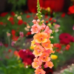 Chantilly Bronze Snapdragon Seeds - 30 Seeds - Cold Resistant Cut Flowers for Cottage & Border Gardens - Antirrhinum Majus - Image 4
