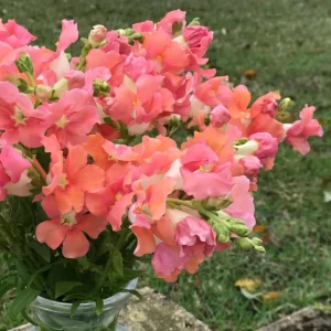 Chantilly Bronze Snapdragon Seeds - 30 Seeds - Cold Resistant Cut Flowers for Cottage & Border Gardens - Antirrhinum Majus - Image 5