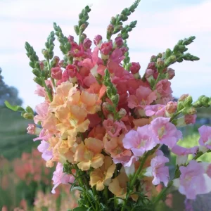 Chantilly Bronze Snapdragon Seeds - 30 Seeds - Cold Resistant Cut Flowers for Cottage & Border Gardens - Antirrhinum Majus - Image 6