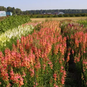 Chantilly Bronze Snapdragon Seeds - 30 Seeds - Cold Resistant Cut Flowers for Cottage & Border Gardens - Antirrhinum Majus - Image 7