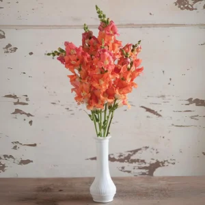 Chantilly Bronze Snapdragon Seeds - 30 Seeds - Cold Resistant Cut Flowers for Cottage & Border Gardens - Antirrhinum Majus - Image 8