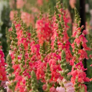 Chantilly Bronze Snapdragon Seeds - 30 Seeds - Cold Resistant Cut Flowers for Cottage & Border Gardens - Antirrhinum Majus - Image 9