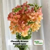 Chantilly Bronze Snapdragon Seeds - 30 Seeds - Cold Resistant Cut Flowers for Cottage & Border Gardens - Antirrhinum Majus - Image 1