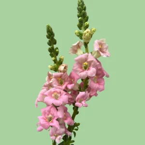 Chantilly Light Pink Snapdragon Seeds - Open-Pollinating Cut Flowers - 30 Seeds - Image 10