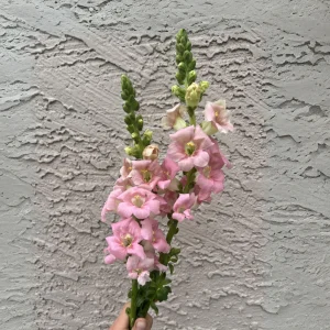 Chantilly Light Pink Snapdragon Seeds - Open-Pollinating Cut Flowers - 30 Seeds - Image 11