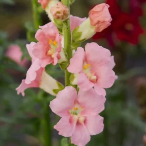 Chantilly Light Pink Snapdragon Seeds - Open-Pollinating Cut Flowers - 30 Seeds - Image 12