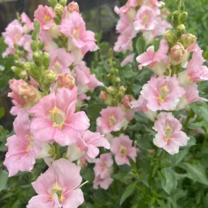 Chantilly Light Pink Snapdragon Seeds - Open-Pollinating Cut Flowers - 30 Seeds - Image 13
