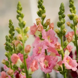 Chantilly Light Pink Snapdragon Seeds - Open-Pollinating Cut Flowers - 30 Seeds - Image 14