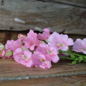 Chantilly Light Pink Snapdragon Seeds - Open-Pollinating Cut Flowers - 30 Seeds - Image 15