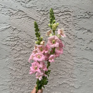 Chantilly Light Pink Snapdragon Seeds - Open-Pollinating Cut Flowers - 30 Seeds - Image 2