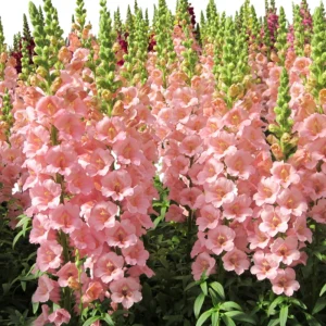 Chantilly Light Pink Snapdragon Seeds - Open-Pollinating Cut Flowers - 30 Seeds - Image 3