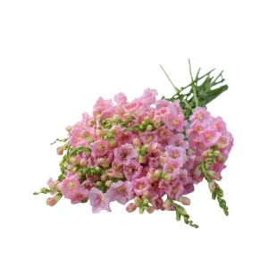 Chantilly Light Pink Snapdragon Seeds - Open-Pollinating Cut Flowers - 30 Seeds - Image 4