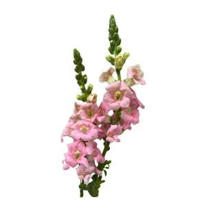 Chantilly Light Pink Snapdragon Seeds - Open-Pollinating Cut Flowers - 30 Seeds - Image 5