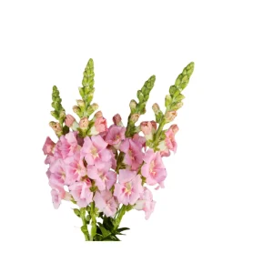 Chantilly Light Pink Snapdragon Seeds - Open-Pollinating Cut Flowers - 30 Seeds - Image 6