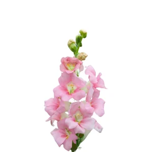 Chantilly Light Pink Snapdragon Seeds - Open-Pollinating Cut Flowers - 30 Seeds - Image 7