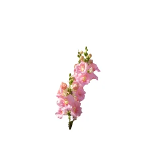 Chantilly Light Pink Snapdragon Seeds - Open-Pollinating Cut Flowers - 30 Seeds - Image 8