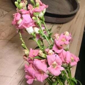 Chantilly Light Pink Snapdragon Seeds - Open-Pollinating Cut Flowers - 30 Seeds - Image 9
