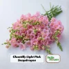 Chantilly Light Pink Snapdragon Seeds - Open-Pollinating Cut Flowers - 30 Seeds - Image 1