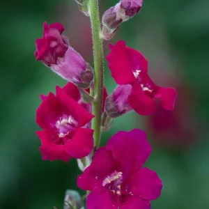 Chantilly Purple Snapdragon Seeds - Cold Resistant Cut Flowers - 30 Seeds - Image 10
