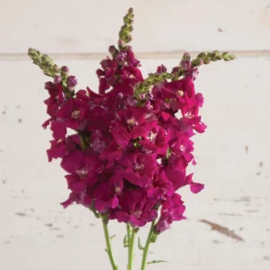 Chantilly Purple Snapdragon Seeds - Cold Resistant Cut Flowers - 30 Seeds - Image 12