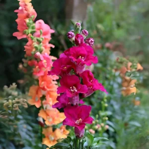 Chantilly Purple Snapdragon Seeds - Cold Resistant Cut Flowers - 30 Seeds - Image 2