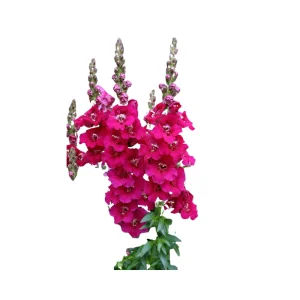 Chantilly Purple Snapdragon Seeds - Cold Resistant Cut Flowers - 30 Seeds - Image 3