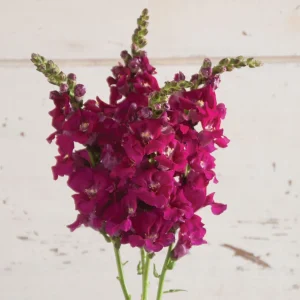 Chantilly Purple Snapdragon Seeds - Cold Resistant Cut Flowers - 30 Seeds - Image 4