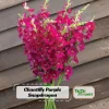 Chantilly Purple Snapdragon Seeds - Cold Resistant Cut Flowers - 30 Seeds - Image 1