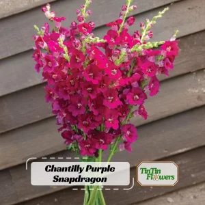 Chantilly Purple Snapdragon Seeds - Cold Resistant Cut Flowers - 30 Seeds - Image 1