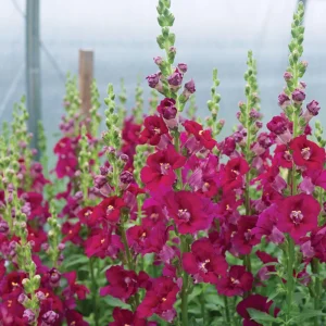 Chantilly Purple Snapdragon Seeds - Cold Resistant Cut Flowers - 30 Seeds - Image 5