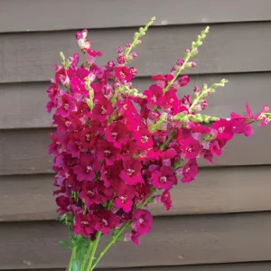 Chantilly Purple Snapdragon Seeds - Cold Resistant Cut Flowers - 30 Seeds - Image 6