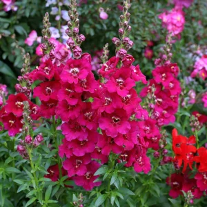 Chantilly Purple Snapdragon Seeds - Cold Resistant Cut Flowers - 30 Seeds - Image 7