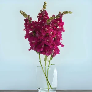 Chantilly Purple Snapdragon Seeds - Cold Resistant Cut Flowers - 30 Seeds - Image 8