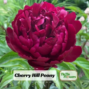 Cherry Hill Peony Seeds - Paeonia Flower Seeds - Open Pollinated - Attracts Butterflies - 10 Seed Pack - Image 10