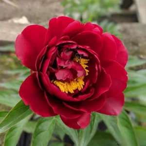 Cherry Hill Peony Seeds - Paeonia Flower Seeds - Open Pollinated - Attracts Butterflies - 10 Seed Pack - Image 12