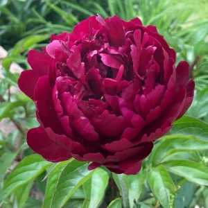 Cherry Hill Peony Seeds - Paeonia Flower Seeds - Open Pollinated - Attracts Butterflies - 10 Seed Pack - Image 13