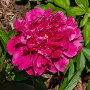 Cherry Hill Peony Seeds - Paeonia Flower Seeds - Open Pollinated - Attracts Butterflies - 10 Seed Pack - Image 14