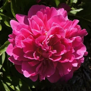 Cherry Hill Peony Seeds - Paeonia Flower Seeds - Open Pollinated - Attracts Butterflies - 10 Seed Pack - Image 16