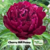 Cherry Hill Peony Seeds - Paeonia Flower Seeds - Open Pollinated - Attracts Butterflies - 10 Seed Pack - Image 1