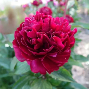Cherry Hill Peony Seeds - Paeonia Flower Seeds - Open Pollinated - Attracts Butterflies - 10 Seed Pack - Image 17