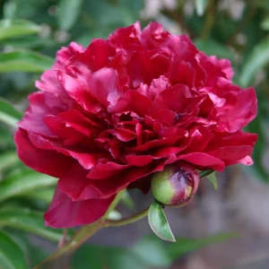 Cherry Hill Peony Seeds - Paeonia Flower Seeds - Open Pollinated - Attracts Butterflies - 10 Seed Pack - Image 18